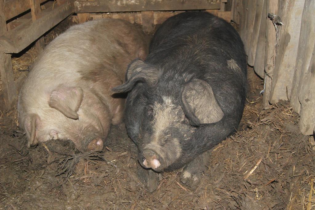 Вілла La Petite Ferme Des Vitoz Assieu Екстер'єр фото