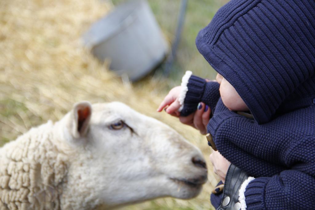 Вілла La Petite Ferme Des Vitoz Assieu Екстер'єр фото